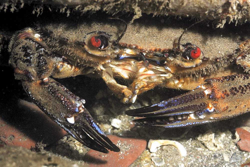 Velvet swimming crab (Liocarcinus puber), St Brides, Pembrokeshire, Wales, UK, Europe