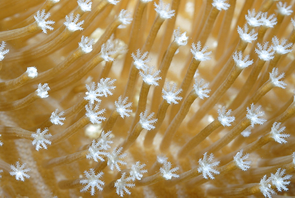 Soft coral polyps ( Sarcophyton sp. ), Mahe, Seychelles, Indian Ocean