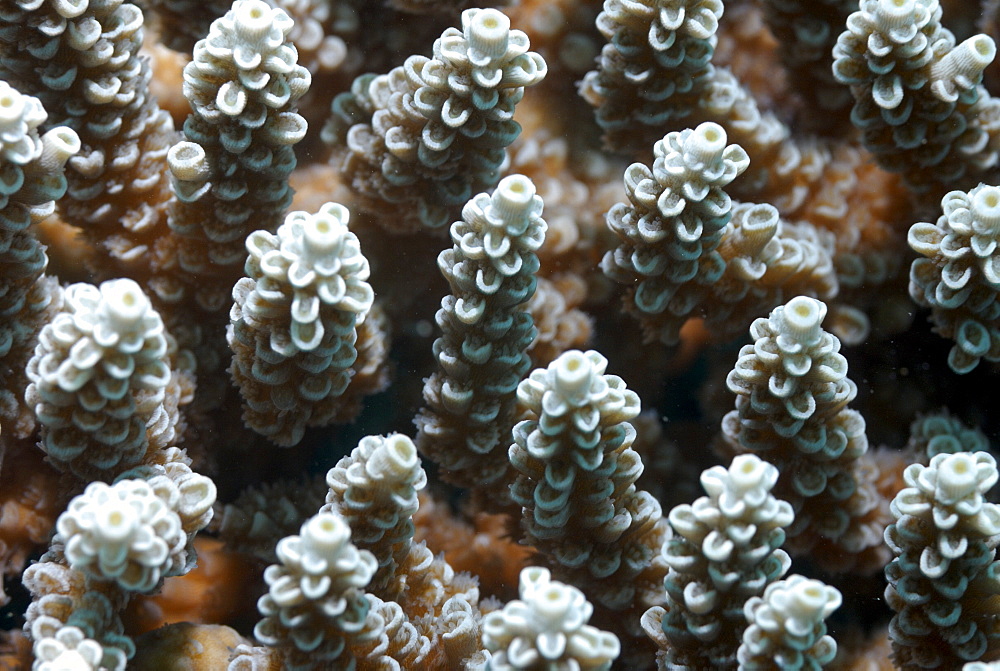 Close-up of hard coral polyps, Mahe, Seychelles, Indian Ocean     (rr)