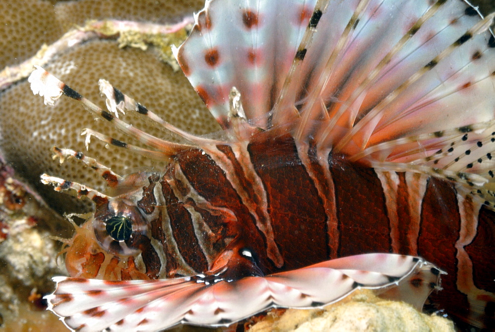 Red firefish, lionfish, turkey fish, (Pterois volitans ), Mahe, Seychelles, Indian Ocean