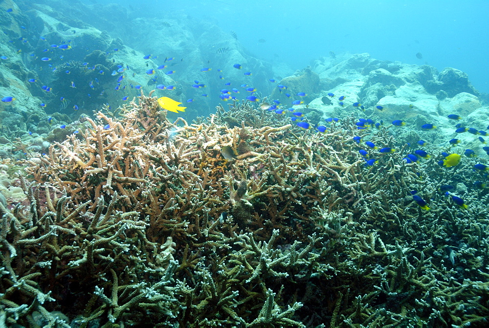 Staghorn corals ( Acropora sp. ), shoal of Caerulean damselfish ( Pomacentrus caeruleus ) and Sulphur damselfish ( Pomacentrus sulfureus ), Mahe, Seychelles, Indian Ocean