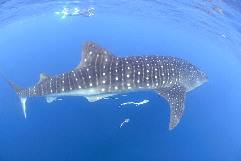 Whale shark researcher and Whale Shark , Rhincodon typus, Mahe, Seychelles, Indian Ocean