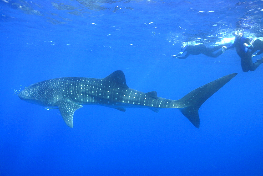 Whale shark researcher and Whale Shark , Rhincodon typus, Mahe, Seychelles, Indian Ocean