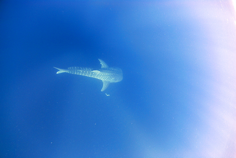 Whale Shark , Rhincodon typus, Mahe, Seychelles, Indian Ocean