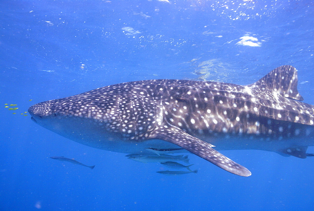 Whale Shark , Rhincodon typus, Mahe, Seychelles, Indian Ocean