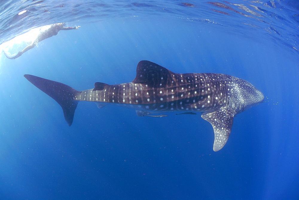 Whale Shark , Rhincodon typus, Mahe, Seychelles, Indian Ocean     (rr)