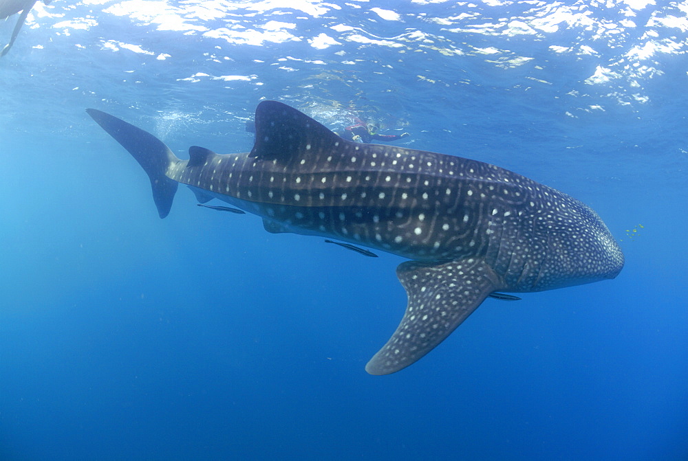 Whale Shark , Rhincodon typus, Mahe, Seychelles, Indian Ocean