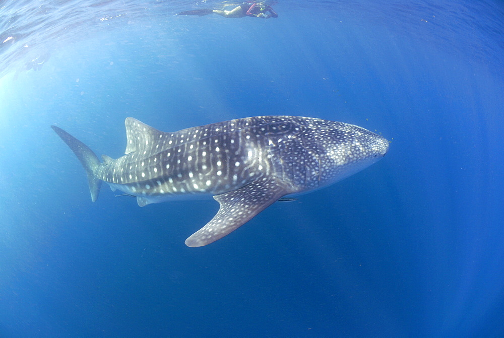 Whale Shark , Rhincodon typus, Mahe, Seychelles, Indian Ocean