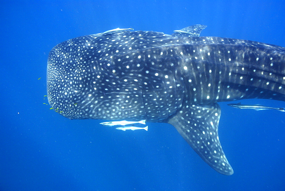 Whale Shark , Rhincodon typus, Mahe, Seychelles, Indian Ocean