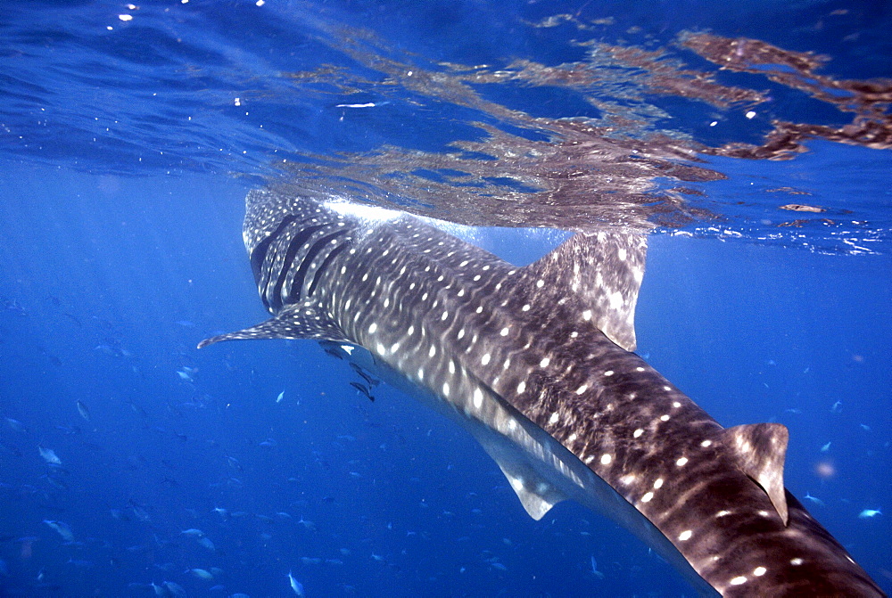 Whale Shark , Rhincodon typus, Mahe, Seychelles, Indian Ocean     (rr)