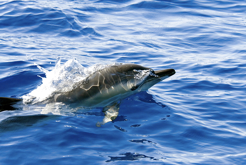 Common Dolphin (Delphinus Delphis). Azores, North Atlantic