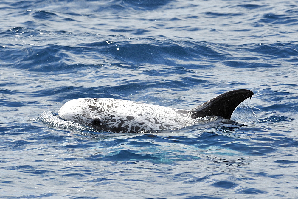 Risso's Dolphin (Grampus griseus). Azores, North Atlantic. Taken 2008