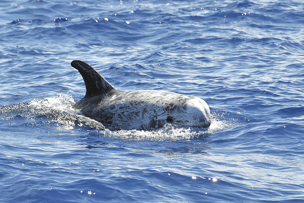 Risso's Dolphin (Grampus griseus). Azores, North Atlantic. Taken 2008