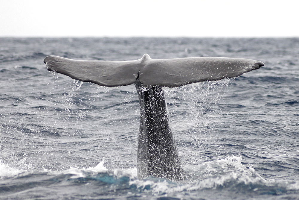 Sperm Whale (Physeter macrocephalus). Azores, North Atlantic. Taken 2008