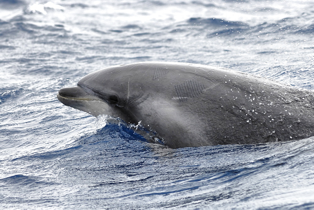 Common Bottlenose Dolphin (Tursiops truncatus). Azores, North Atlantic. Taken 2008