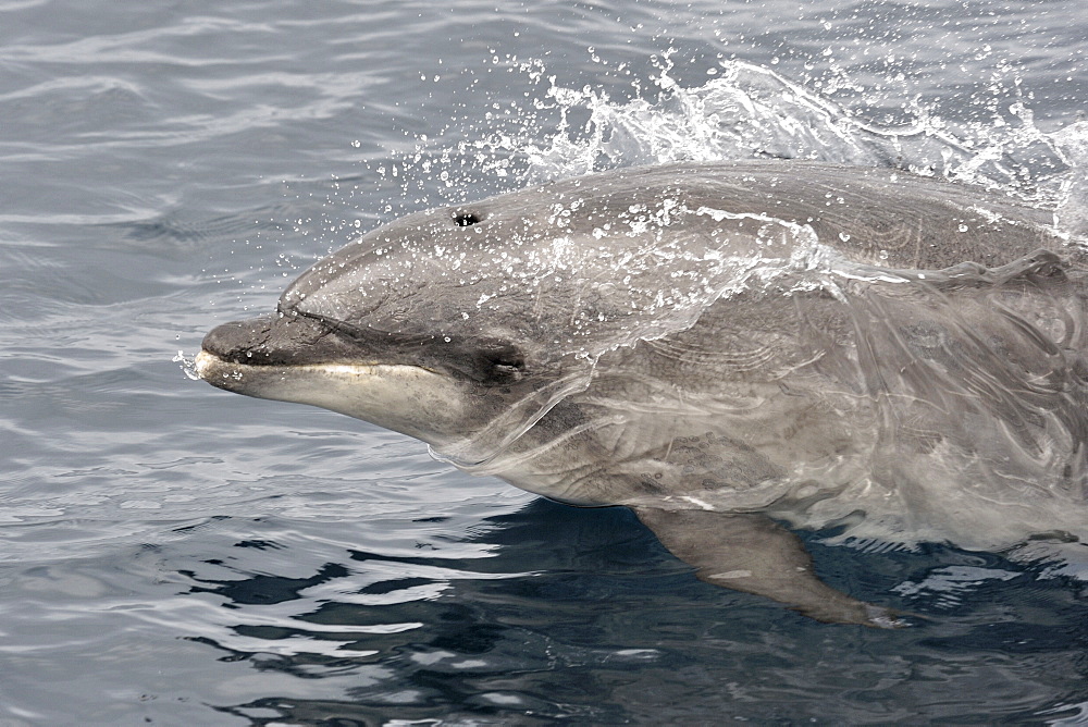 Common Bottlenose Dolphin (Tursiops truncatus). Azores, North Atlantic. Taken 2008