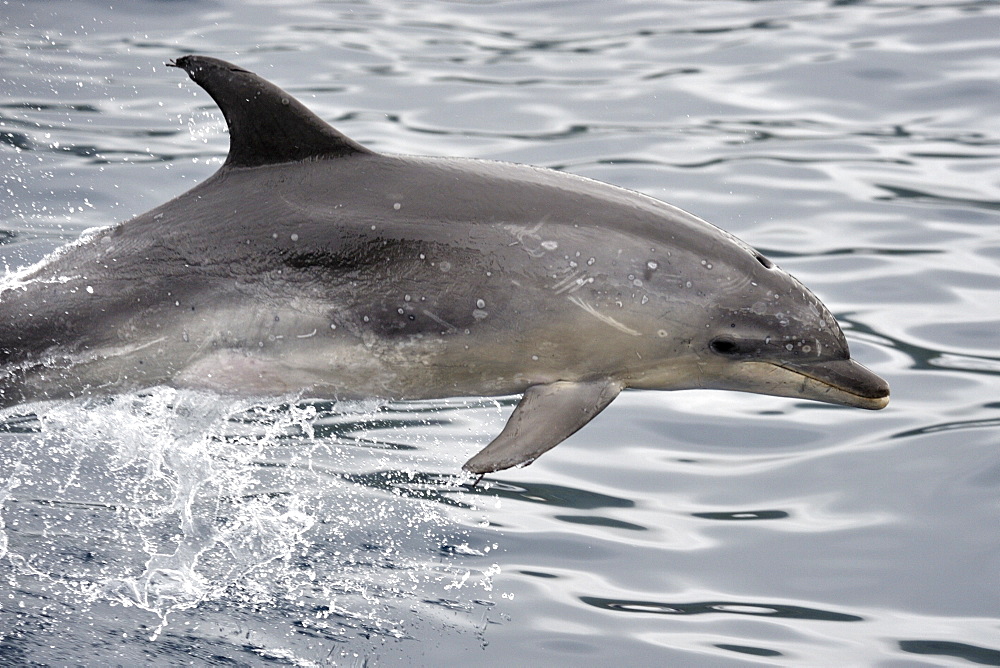 Common Bottlenose Dolphin (Tursiops truncatus). Azores, North Atlantic. Taken 2008