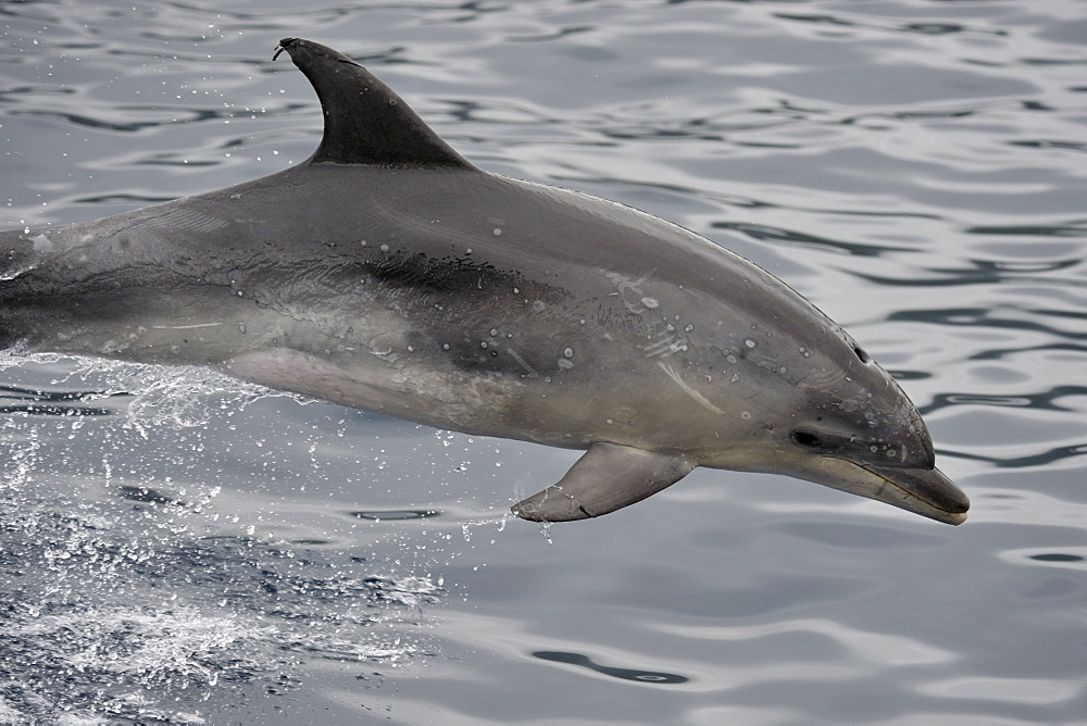 Common Bottlenose Dolphin (Tursiops truncatus). Azores, North Atlantic. Taken 2008