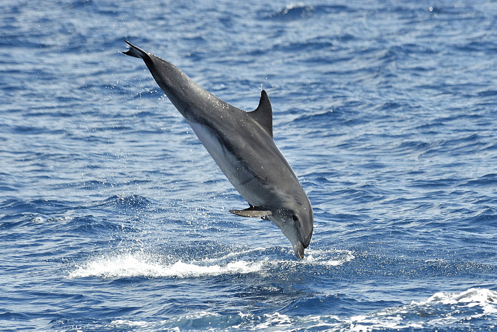 Common Bottlenose Dolphin (Tursiops truncatus). Azores, North Atlantic. Taken 2008