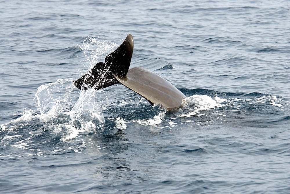 Short Finned Pilot Whale (Globicephala Macrorhynchus). Azores, North Atlantic