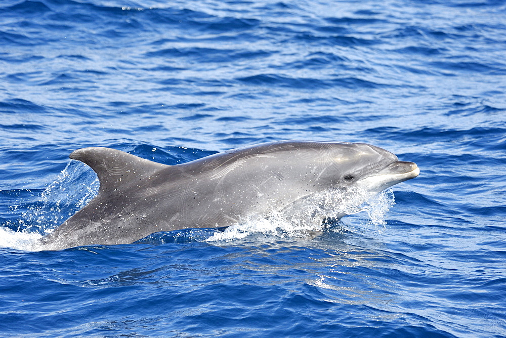 Common Bottlenose Dolphin (Tursiops truncatus). Azores, North Atlantic. Taken 2008