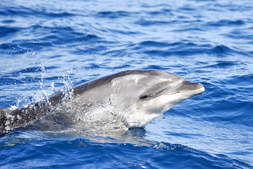 Common Bottlenose Dolphin (Tursiops truncatus). Azores, North Atlantic. Taken 2008