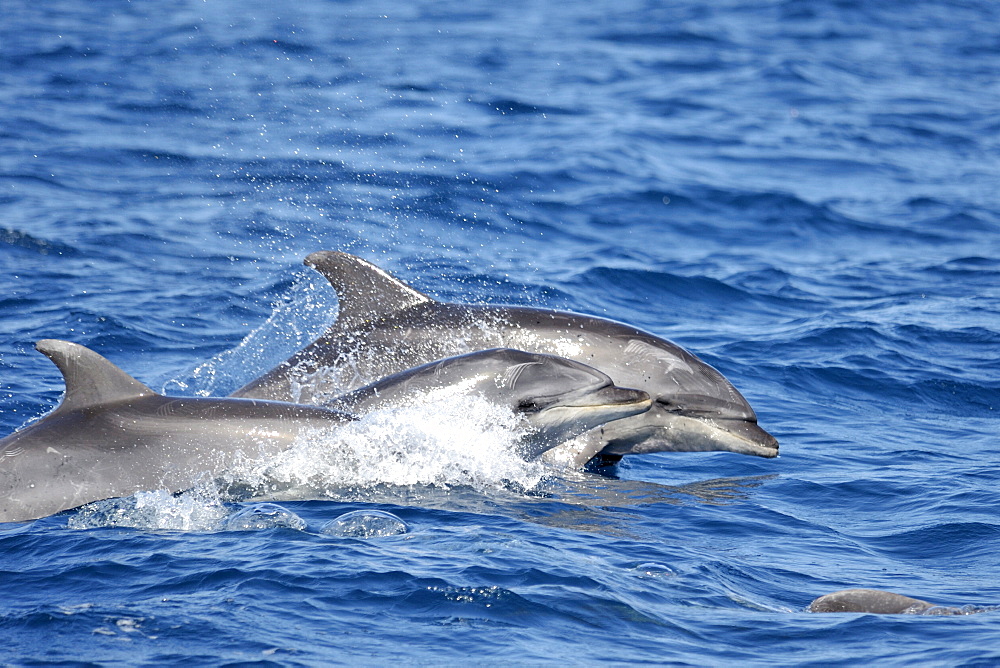 Common Bottlenose Dolphin (Tursiops truncatus). Azores, North Atlantic. Taken 2008