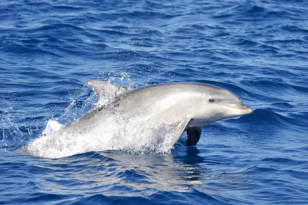 Common Bottlenose Dolphin (Tursiops truncatus). Azores, North Atlantic. Taken 2008