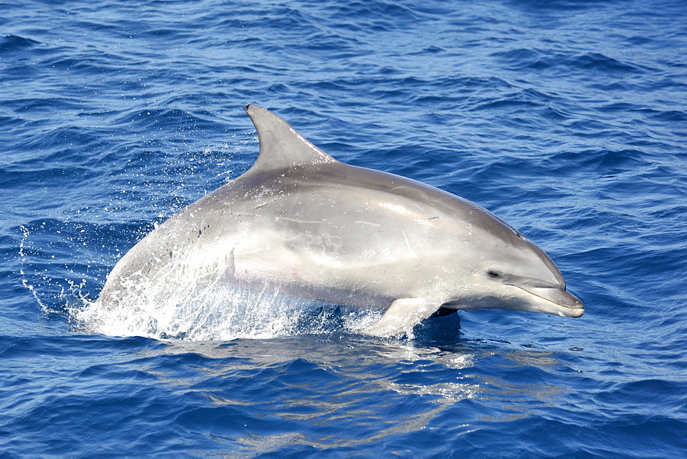 Common Bottlenose Dolphin (Tursiops truncatus). Azores, North Atlantic. Taken 2008