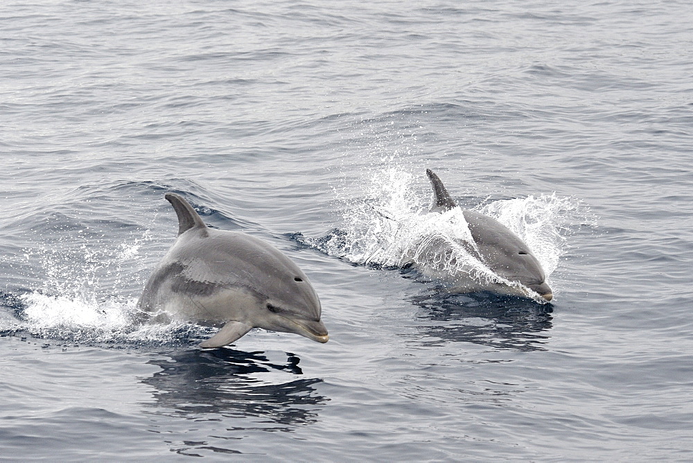 Common Bottlenose Dolphin (Tursiops truncatus). Azores, North Atlantic. Taken 2008