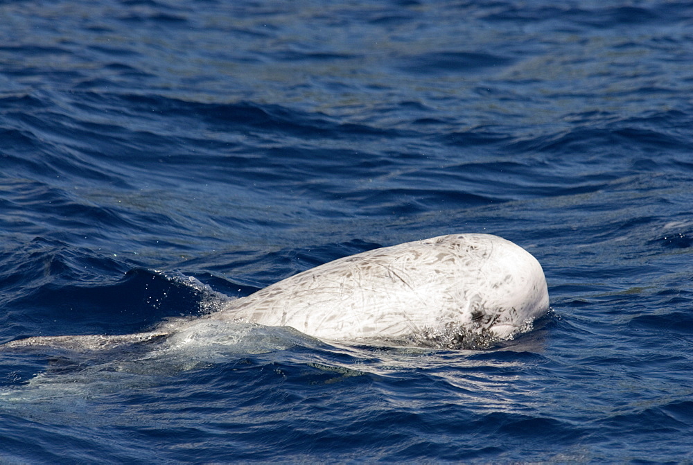 Risso's Dolphin (Grampus Griseus). Azores, North Atlantic