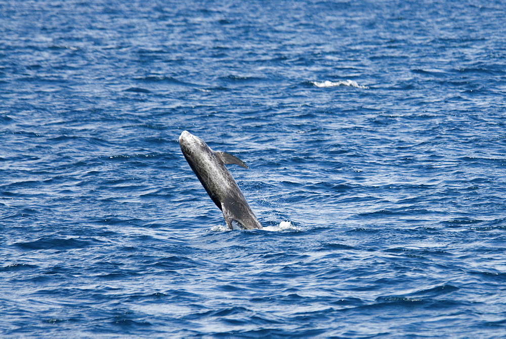 Risso's Dolphin (Grampus Griseus). Azores, North Atlantic