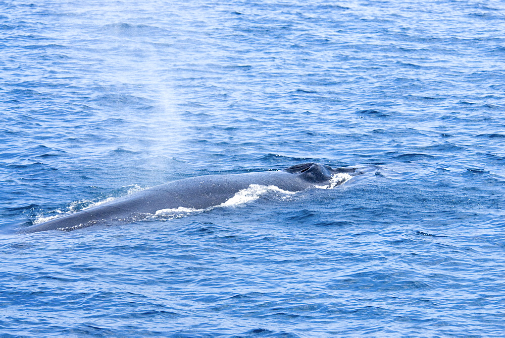 Brydes Whale (Balaenoptera Edeni). Azores, North Atlantic