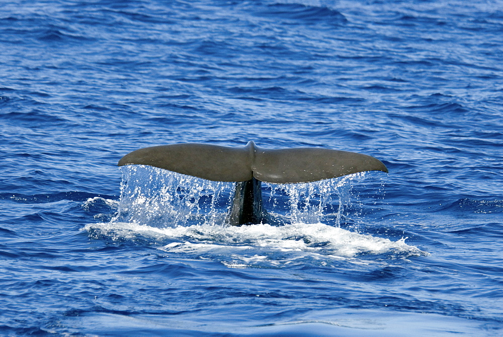 Sperm Whale (Physeter Macrocephalus) Azores, North Atlantic