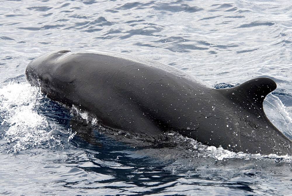 False Killer Whale (Pseudorca Crassidens). Azores, North Atlantic