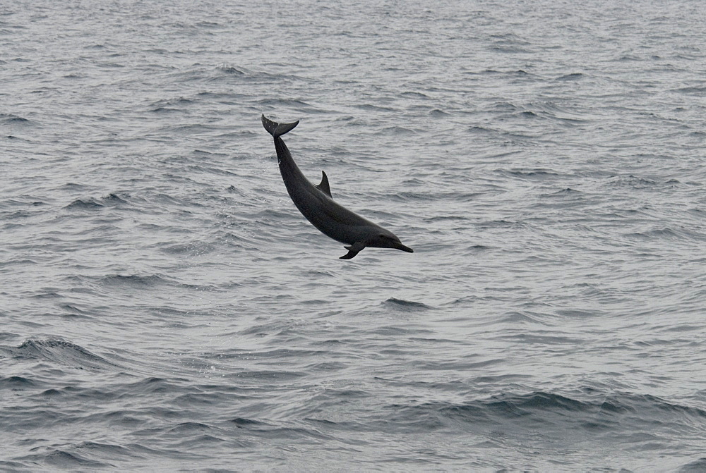 Pantropical Spotted Dolphin (Stenella Attenuata). Azores, North Atlantic