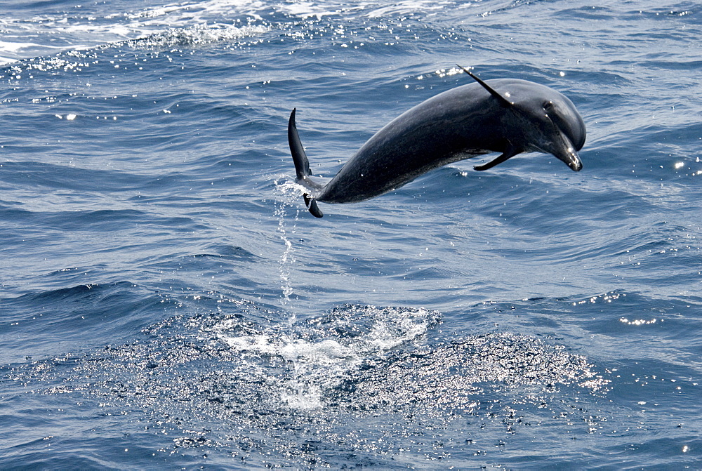 Pantropical Spotted Dolphin (Stenella Attenuata). Azores, North Atlantic