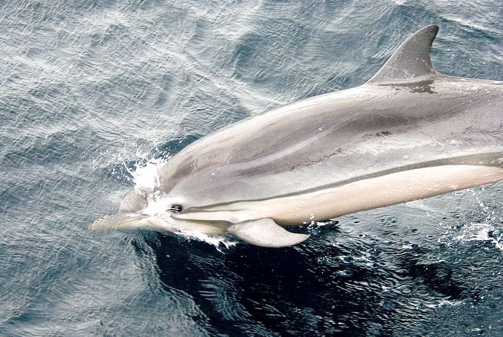 Striped Dolphin (Stenella Coeruleoalba). Azores, North Atlantic