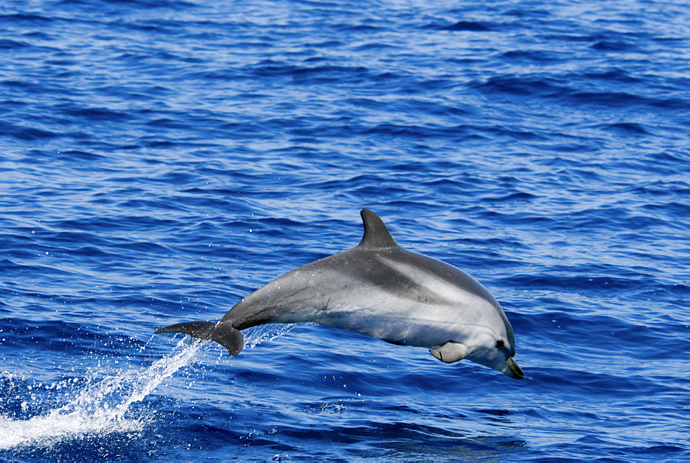 Striped Dolphin (Stenella Coeruleoalba). Azores, North Atlantic