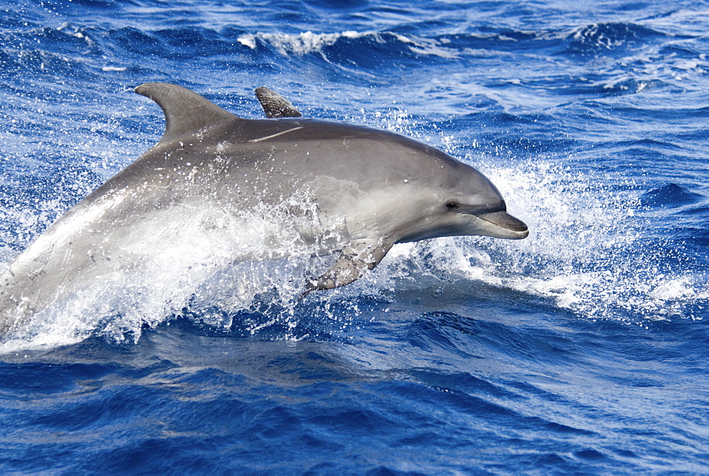 Common Bottlenose Dolphin (Tursiops Truncatus). Azores, North Atlantic