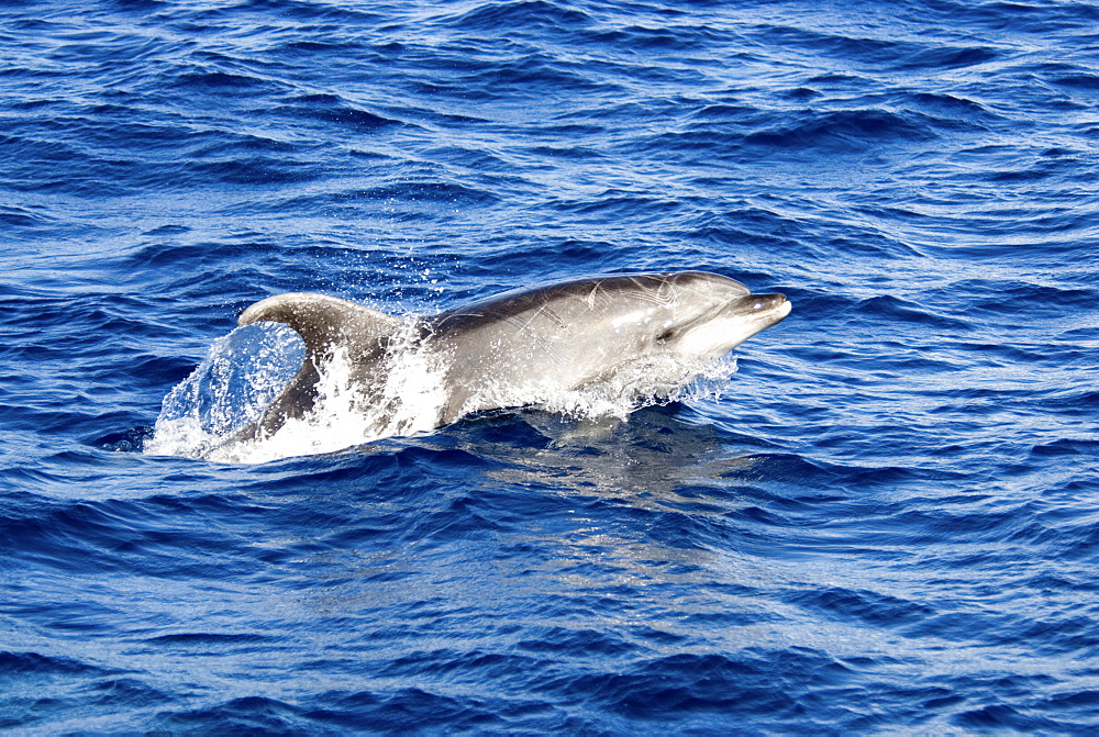 Common Bottlenose Dolphin (Tursiops Truncatus). Azores, North Atlantic