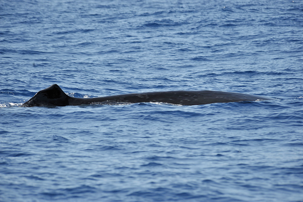 Sei Whale	 (Balaenoptera borealis). Azores, North Atlantic. Taken 2008