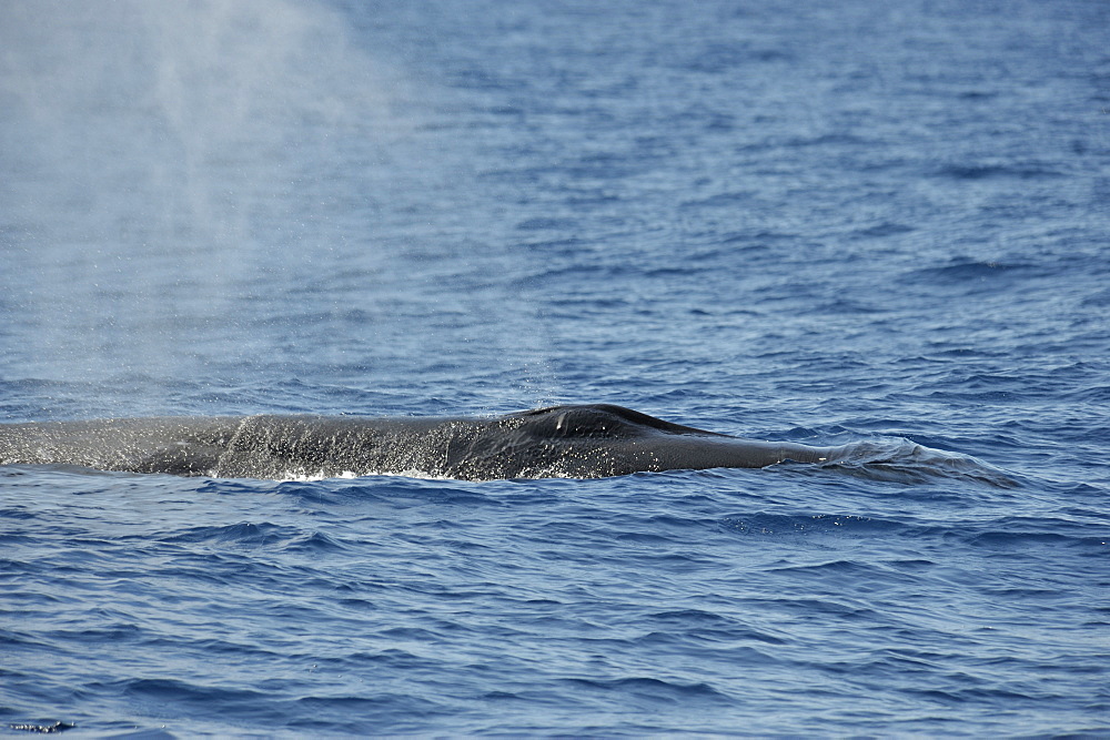 Sei Whale	 (Balaenoptera borealis). Azores, North Atlantic. Taken 2008