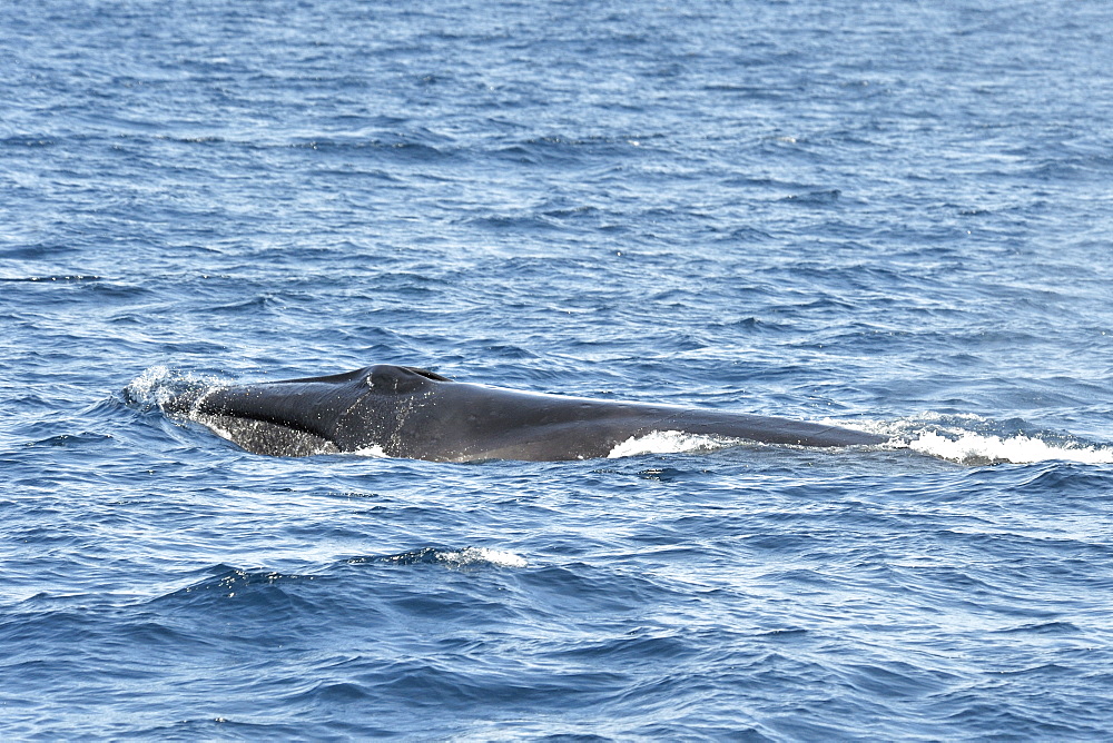 Sei Whale	 (Balaenoptera borealis). Azores, North Atlantic. Taken 2008