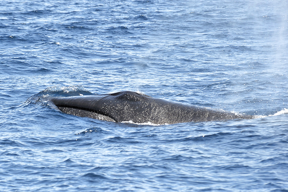 Sei Whale	 (Balaenoptera borealis). Azores, North Atlantic. Taken 2008