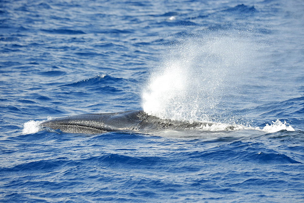 Sei Whale	 (Balaenoptera borealis). Azores, North Atlantic. Taken 2008