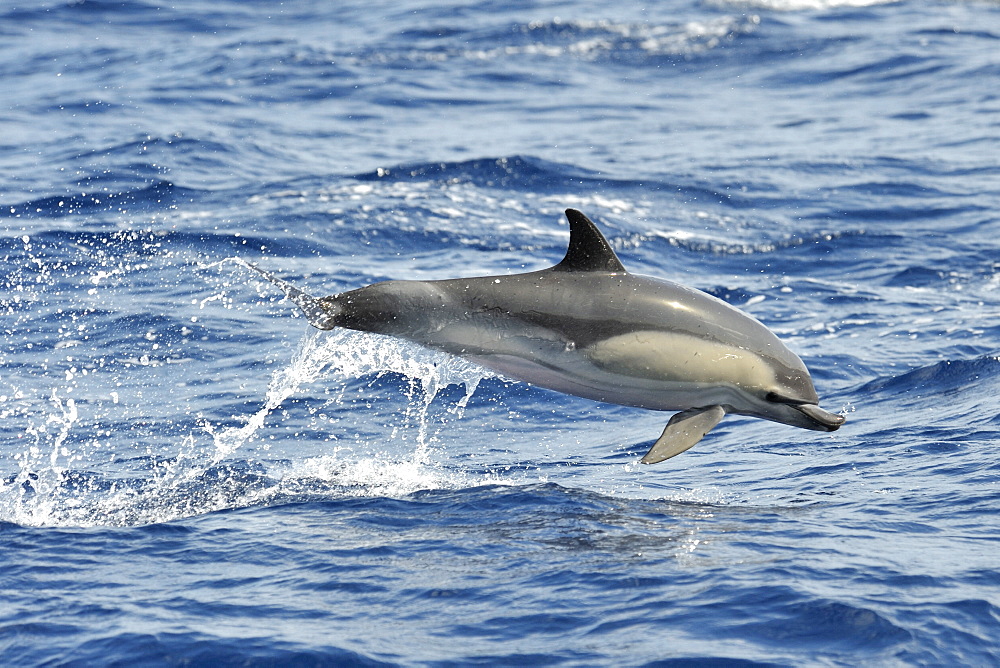 Common Dolphin (Delphinus delphis) with Deformed Jaw. Azores, North Atlantic. Taken 2008