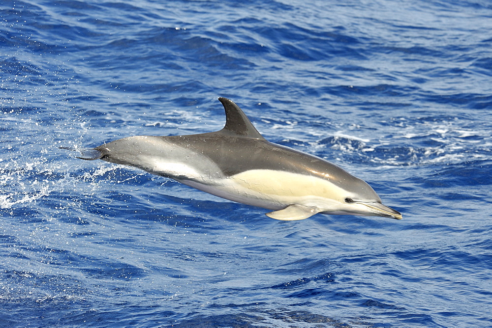 Common Dolphin (Delphinus delphis). Azores, North Atlantic. Taken 2008