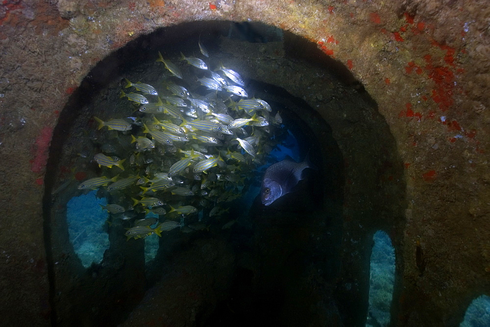 Smallmouth grunts (Haemulon chrysargyreum) sheltered in shipwreck, Baia de Santo Antonio, Fernando de Noronha, Pernambuco, Brazil, South America