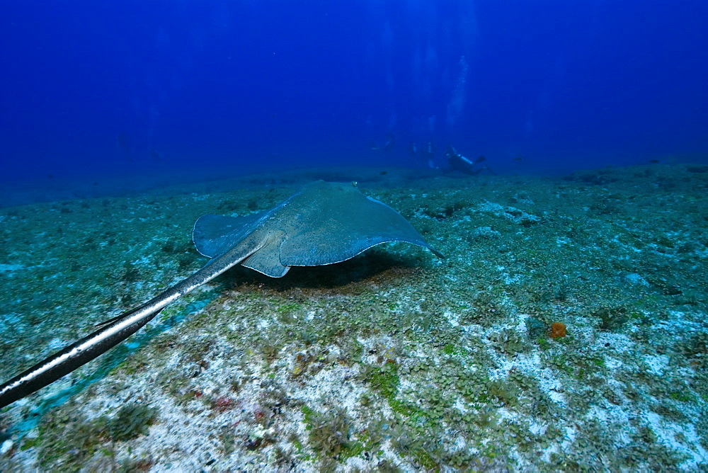 Southern stingray (Dasyatis americana), Fernando de Noronha, Pernambuco, Brazil, South America